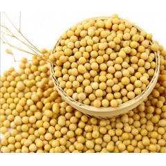 【预售】自然农法 | 有机黄豆 （豆浆用）4斤