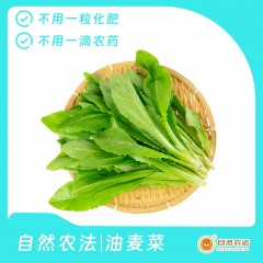 自然农法|油麦菜 5斤/箱