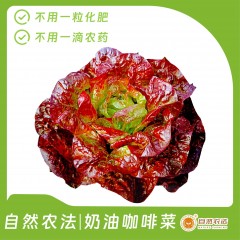 自然农法|奶油咖啡菜 5斤/箱