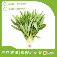 预售 | 自然农法|青柳叶觅菜 5斤/箱