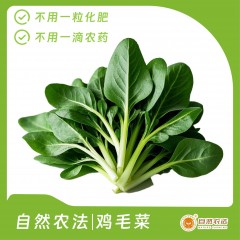 自然农法|鸡毛菜 5斤/箱