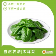 预售 | 自然农法|木耳菜 5斤/箱