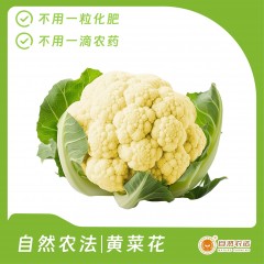 自然农法|黄菜花 5棵/箱