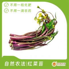 自然农法|红菜苔 5斤/箱