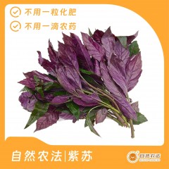 自然农法|紫苏 1斤/箱
