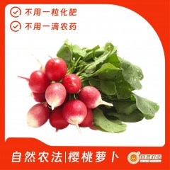 自然农法|樱桃萝卜 5斤/箱
