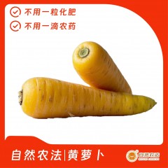 自然农法|黄萝卜 10斤/箱