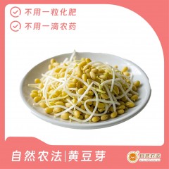 自然农法|黄豆芽 3斤/箱