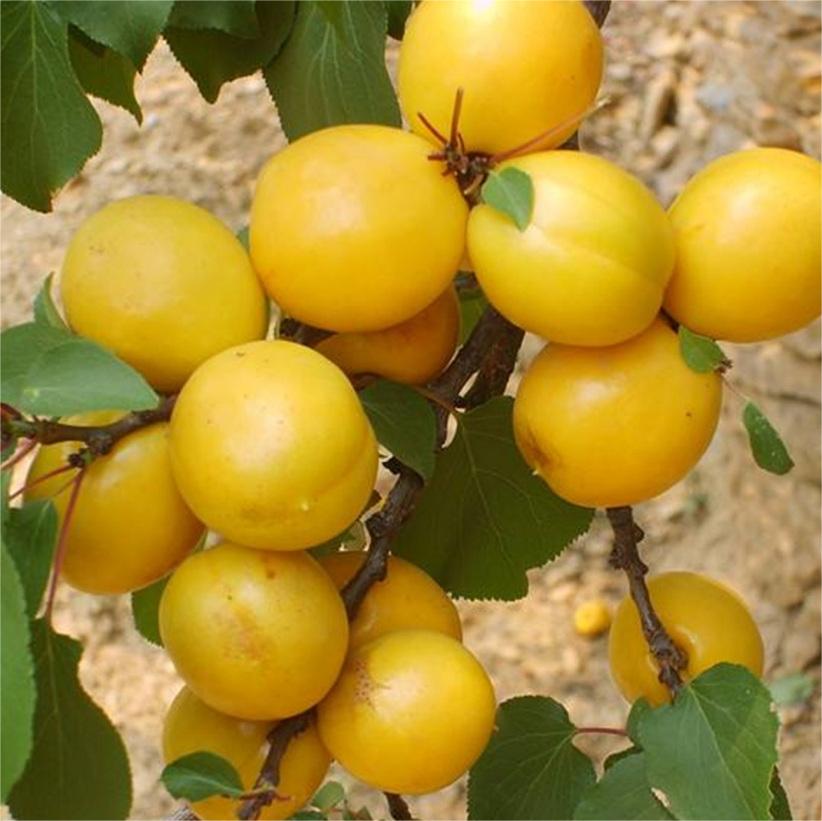 预售珍珠油杏  采用自然农法管理(不用化肥农药，只用微妙军团)  现摘现发5斤装