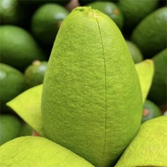 【预售】云南牛油果新鲜采摘，现采现发2.5KG装  每颗重300g-390g