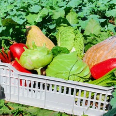 自然农法有机果蔬礼盒（5-8种蔬菜10斤装）守护从田间到舌尖的极致安全