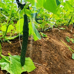 自然农法有机果蔬礼盒（5-8种蔬菜10斤装）守护从田间到舌尖的极致安全