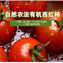 【预售】自然农法 | 有机水果番茄（B级果）4斤