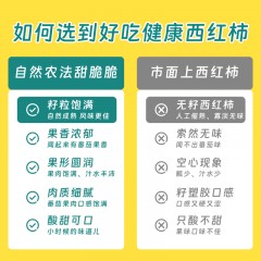 【自然农法有机番茄】颗颗饱满多汁,一口酸、两口甜、三口一童年